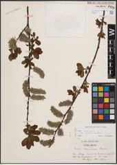 Foto von Salix cinerea subsp. atrocinerea (Brot.) Guinier